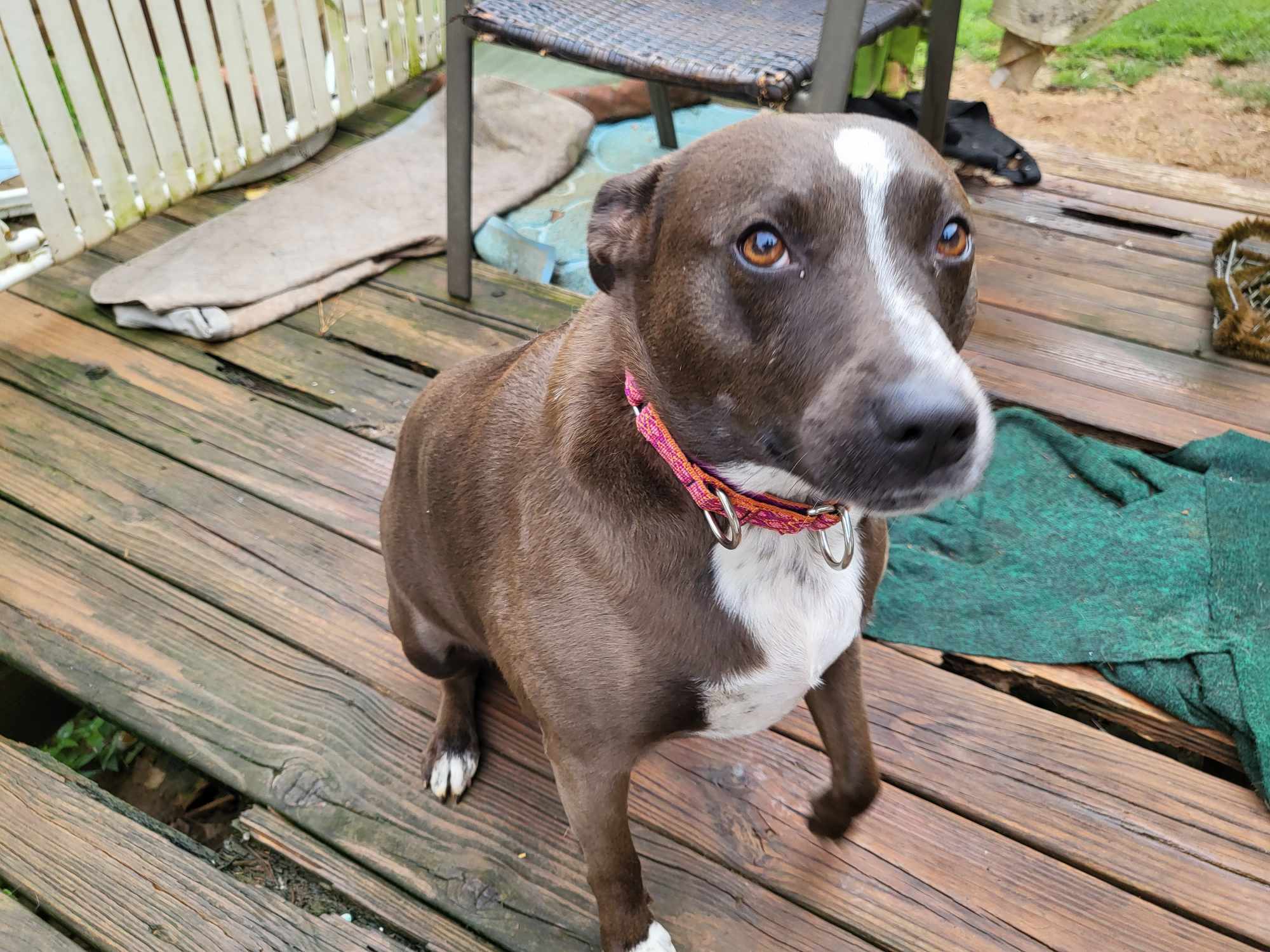 Cupid, an adoptable Australian Cattle Dog / Blue Heeler in Toney, AL, 35773 | Photo Image 2