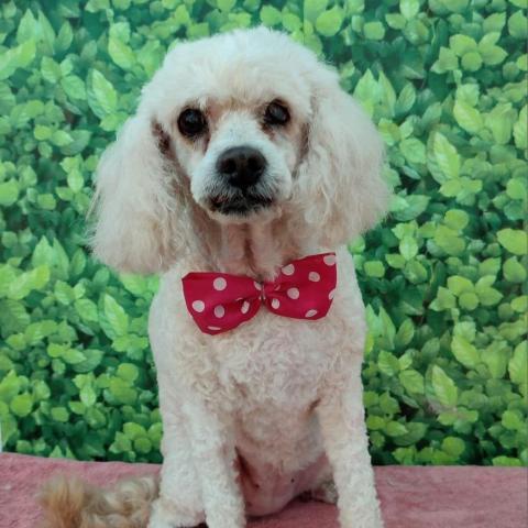 Doris, an adoptable Poodle in San Diego, CA_image-5
