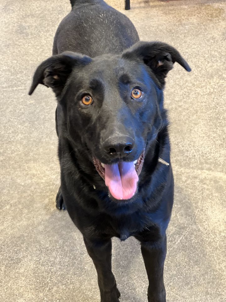 Katie, an adoptable Black Labrador Retriever & Shepherd Mix in Unionville, CT_image-2