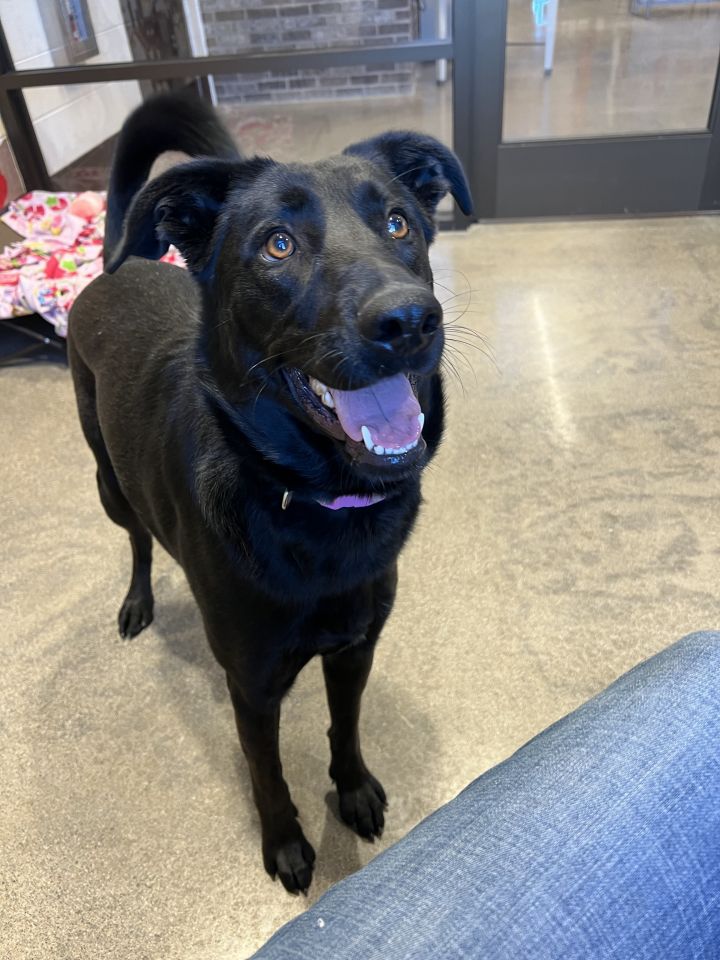 Katie, an adoptable Black Labrador Retriever & Shepherd Mix in Unionville, CT_image-3