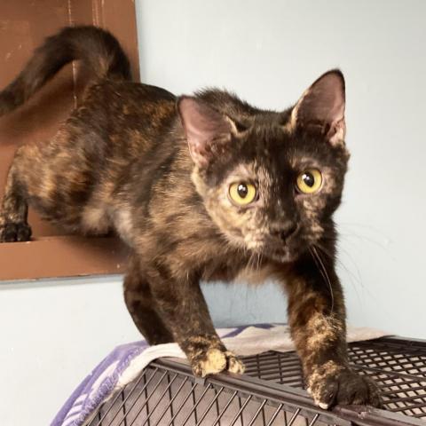 Fayette, an adoptable Domestic Short Hair in Mount Juliet, TN, 37122 | Photo Image 2