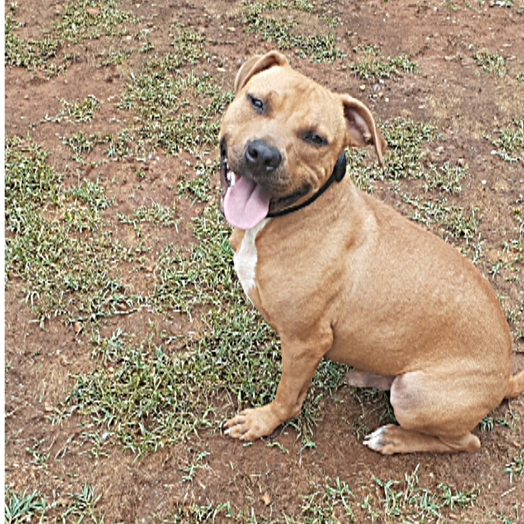 DannyBoy, an adoptable Pit Bull Terrier, Rhodesian Ridgeback in Toney, AL, 35773 | Photo Image 1