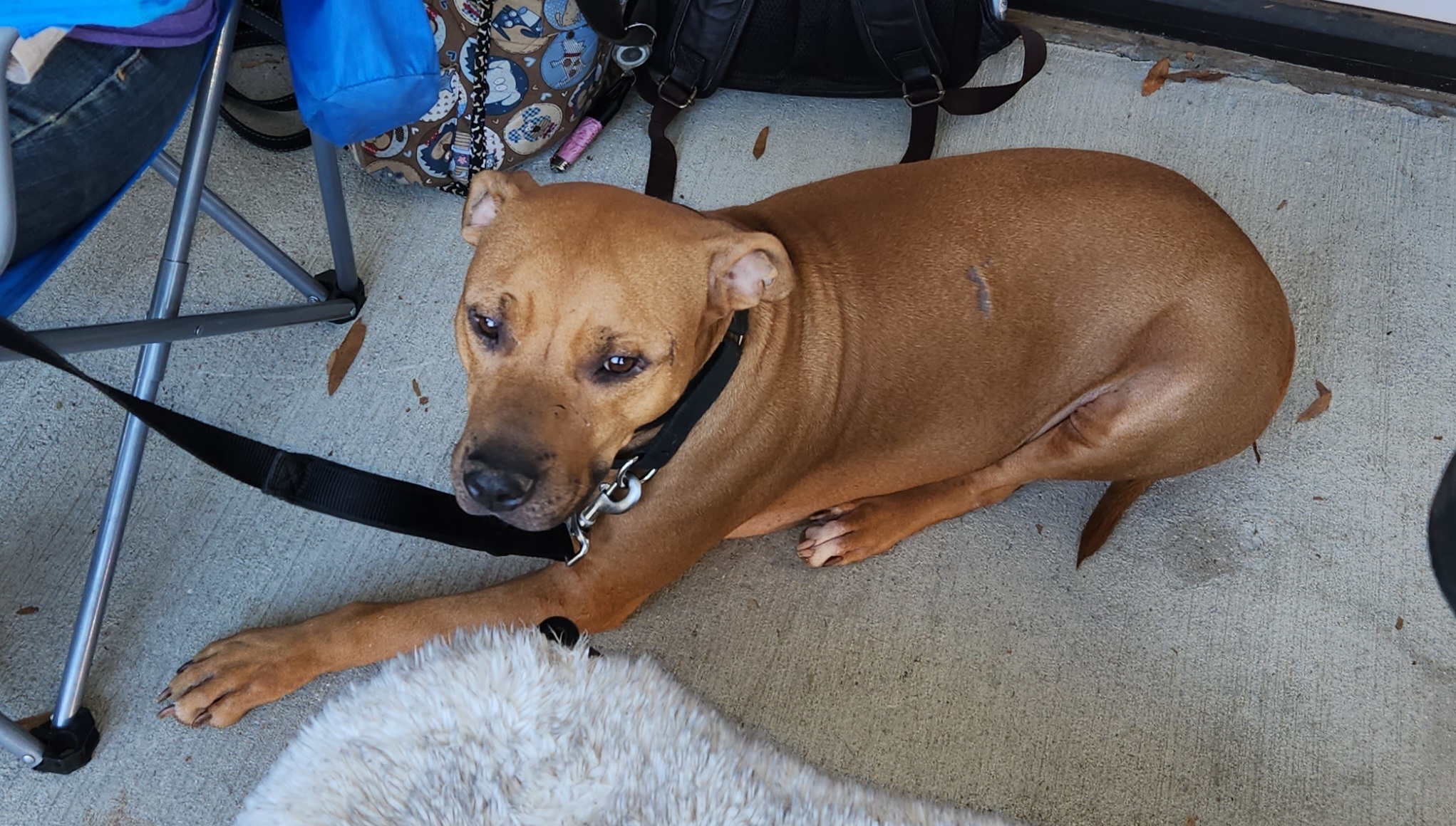 DannyBoy, an adoptable Pit Bull Terrier, Rhodesian Ridgeback in Toney, AL, 35773 | Photo Image 2