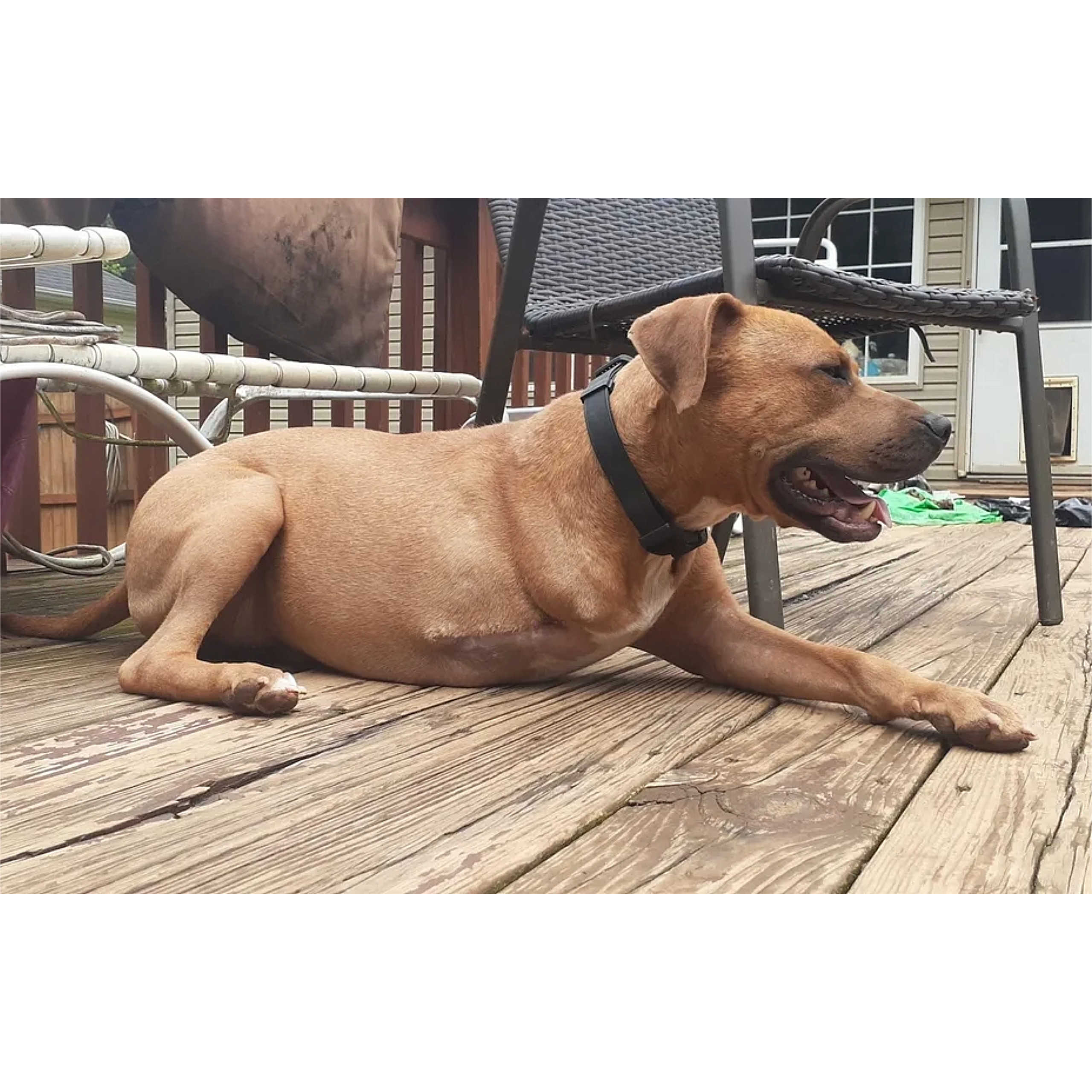 DannyBoy, an adoptable Pit Bull Terrier, Rhodesian Ridgeback in Toney, AL, 35773 | Photo Image 3