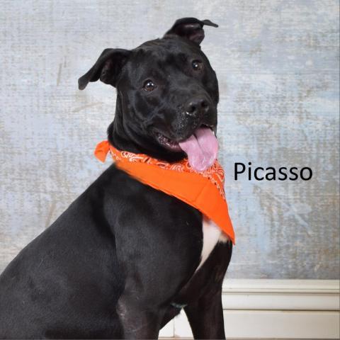 Picasso