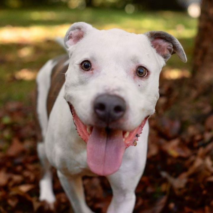 Deebo, an adoptable Pit Bull Terrier in Bethel, CT_image-2