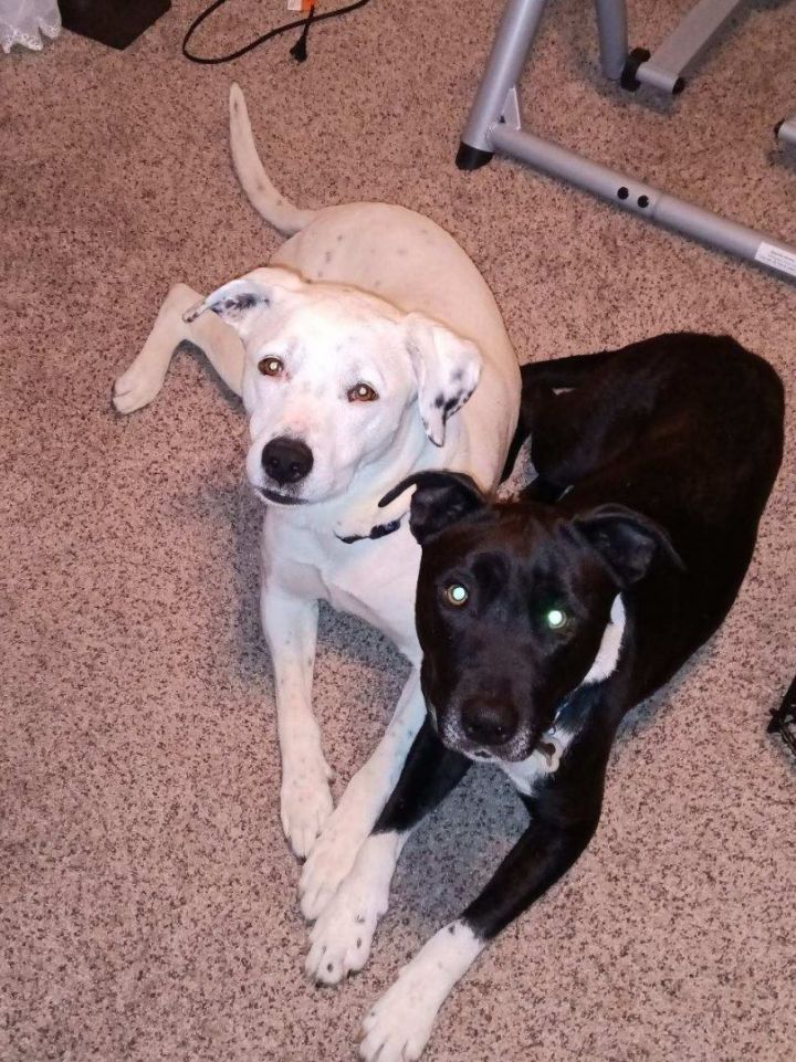 Braulio - Bonded pair, an adoptable American Staffordshire Terrier in Bernalillo, NM_image-1