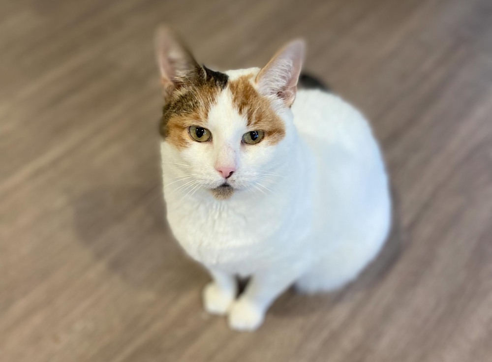 Snowbell, an adoptable Domestic Short Hair in New Cumberland, WV, 26047 | Photo Image 1