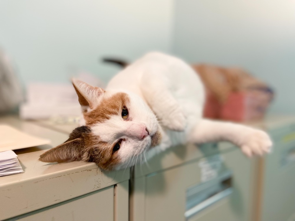 Snowbell, an adoptable Domestic Short Hair in New Cumberland, WV, 26047 | Photo Image 3