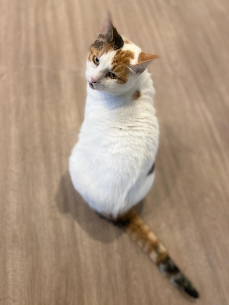 Snowbell, an adoptable Domestic Short Hair in New Cumberland, WV, 26047 | Photo Image 4