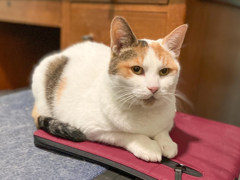 Snowbell, an adoptable Domestic Short Hair in New Cumberland, WV, 26047 | Photo Image 5