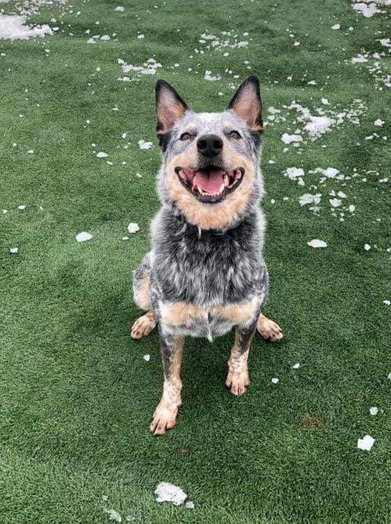 Bear, an adoptable Australian Cattle Dog / Blue Heeler in Cedar Rapids, IA, 52405 | Photo Image 2