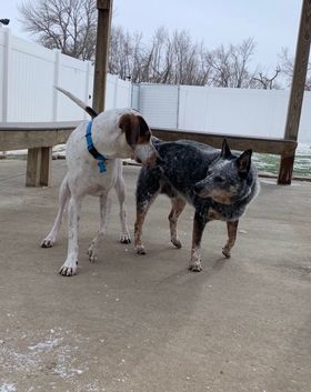 Bear, an adoptable Australian Cattle Dog / Blue Heeler in Cedar Rapids, IA, 52405 | Photo Image 3