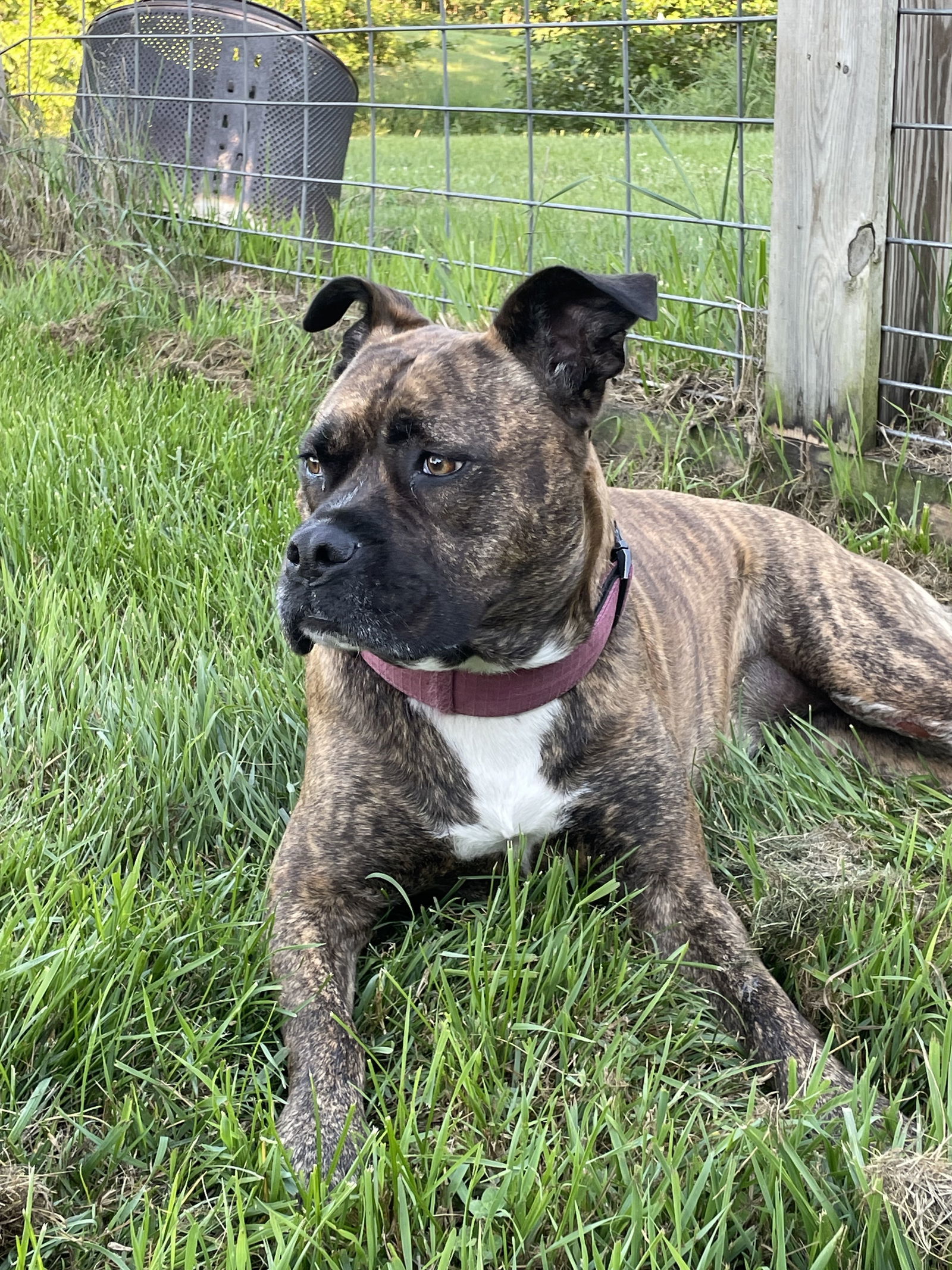 Hetti, an adoptable Cane Corso, Staffordshire Bull Terrier in Livonia, MI, 48151 | Photo Image 1