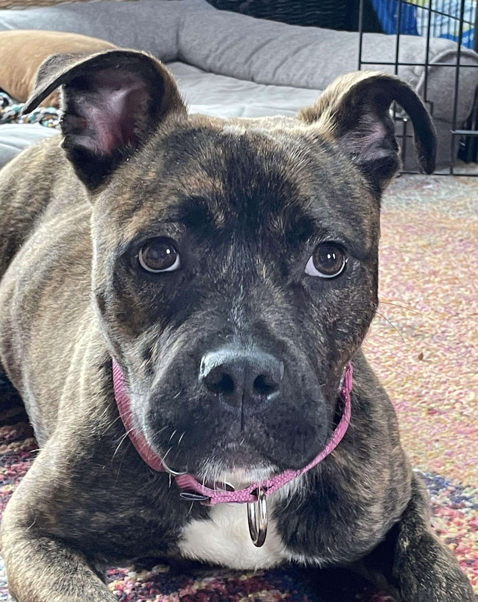 Hetti, an adoptable Cane Corso, Staffordshire Bull Terrier in Livonia, MI, 48151 | Photo Image 2