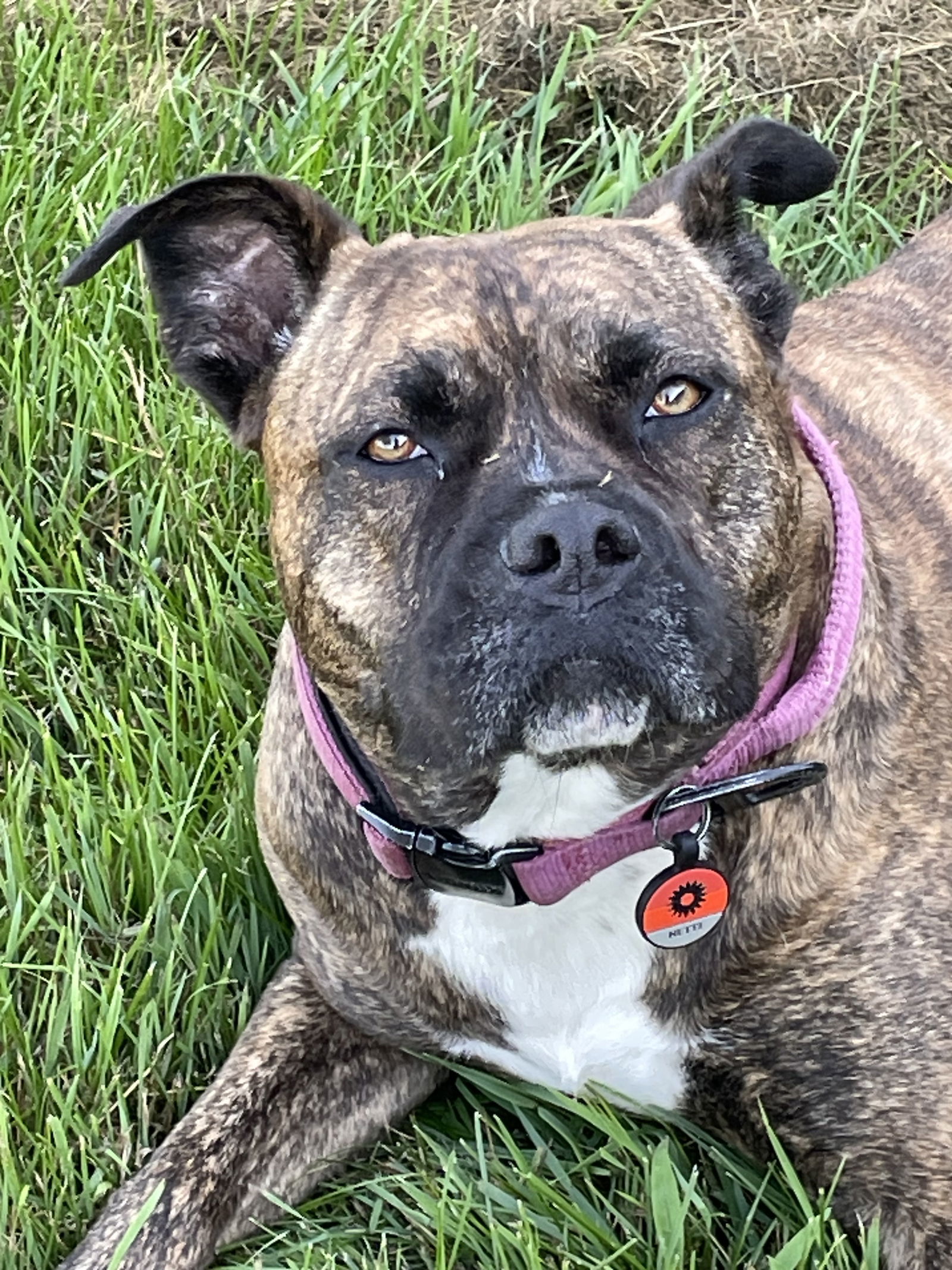 Hetti, an adoptable Cane Corso, Staffordshire Bull Terrier in Livonia, MI, 48151 | Photo Image 2