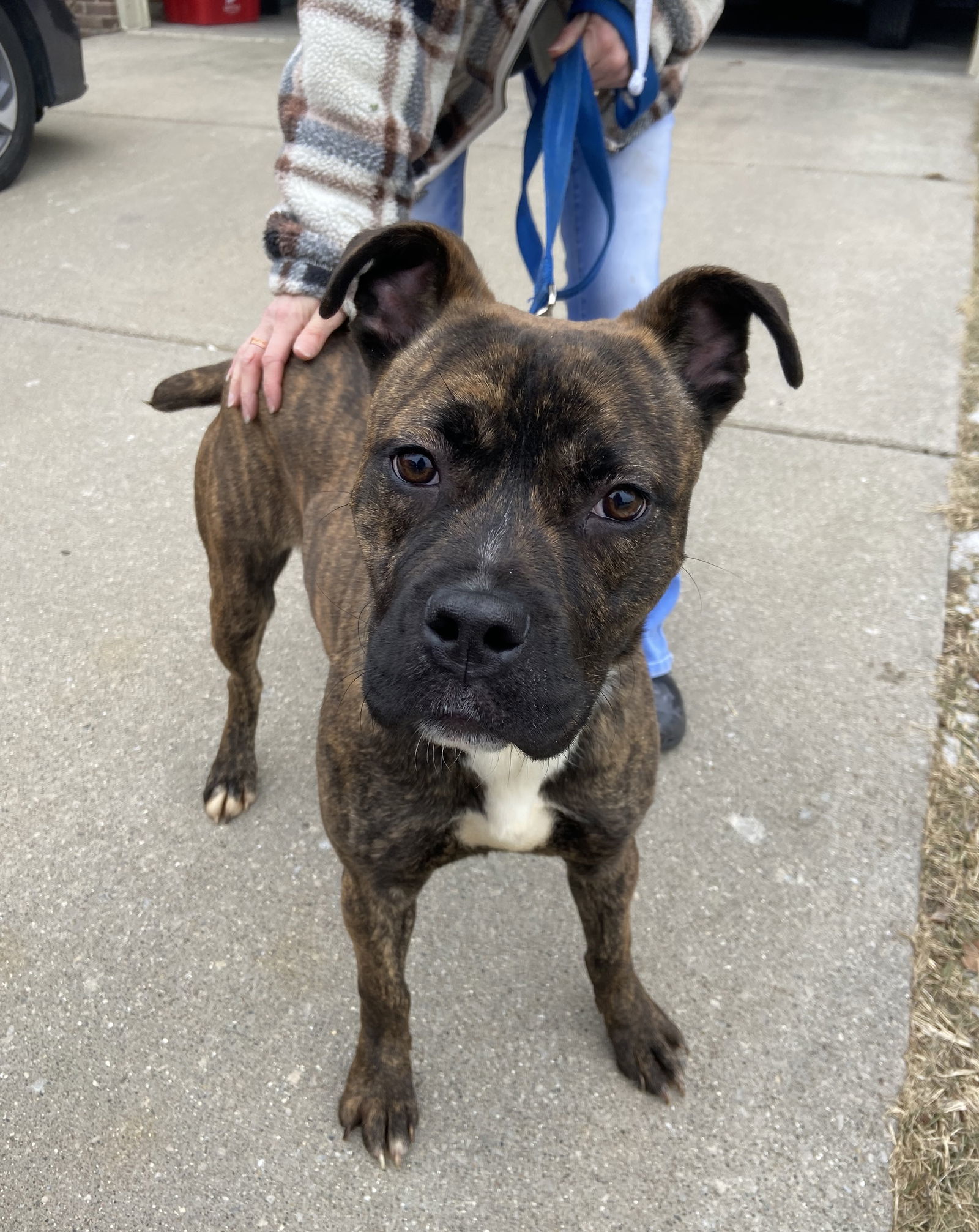 Hetti, an adoptable Cane Corso, Staffordshire Bull Terrier in Livonia, MI, 48151 | Photo Image 3