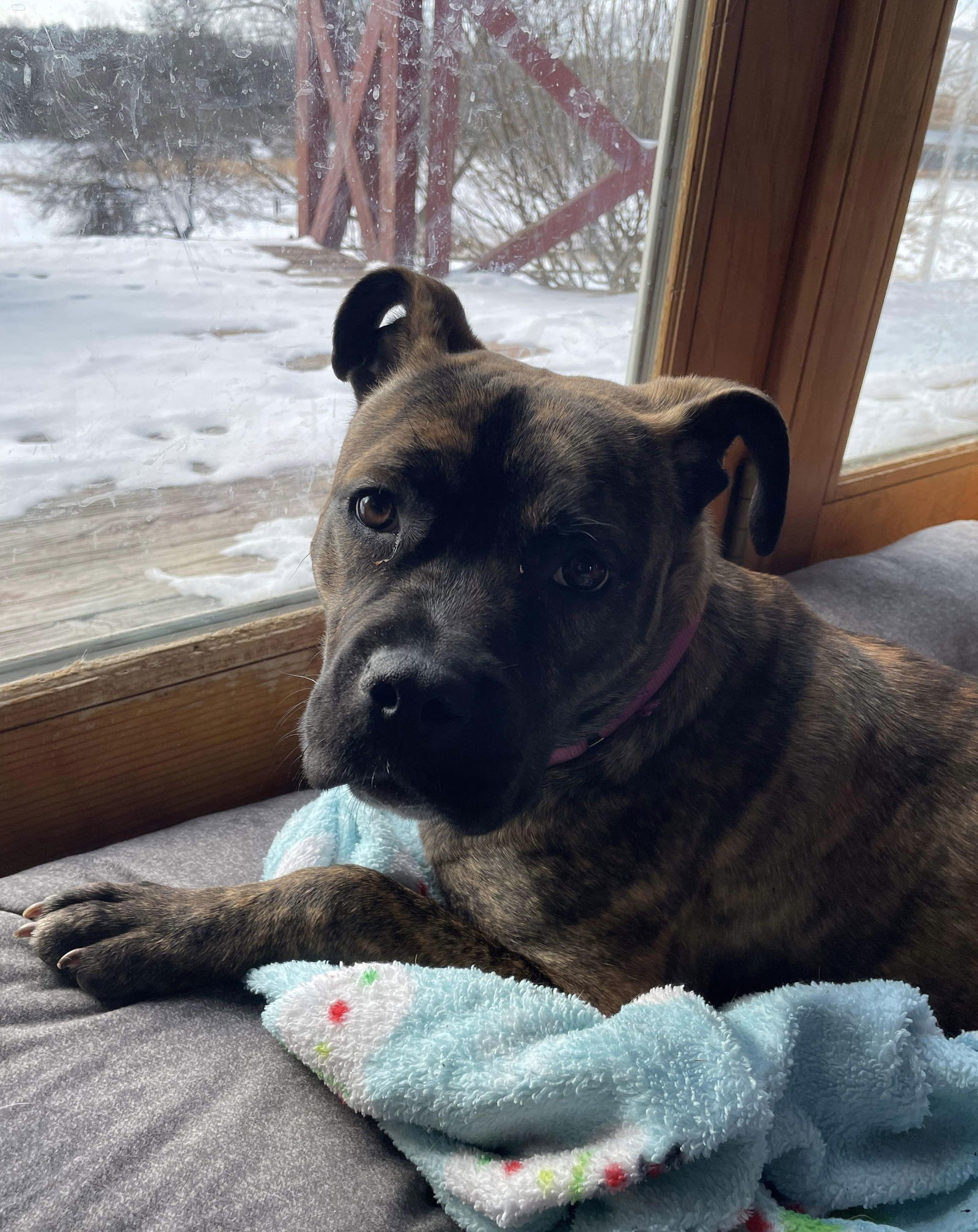 Hetti, an adoptable Cane Corso, Staffordshire Bull Terrier in Livonia, MI, 48151 | Photo Image 3