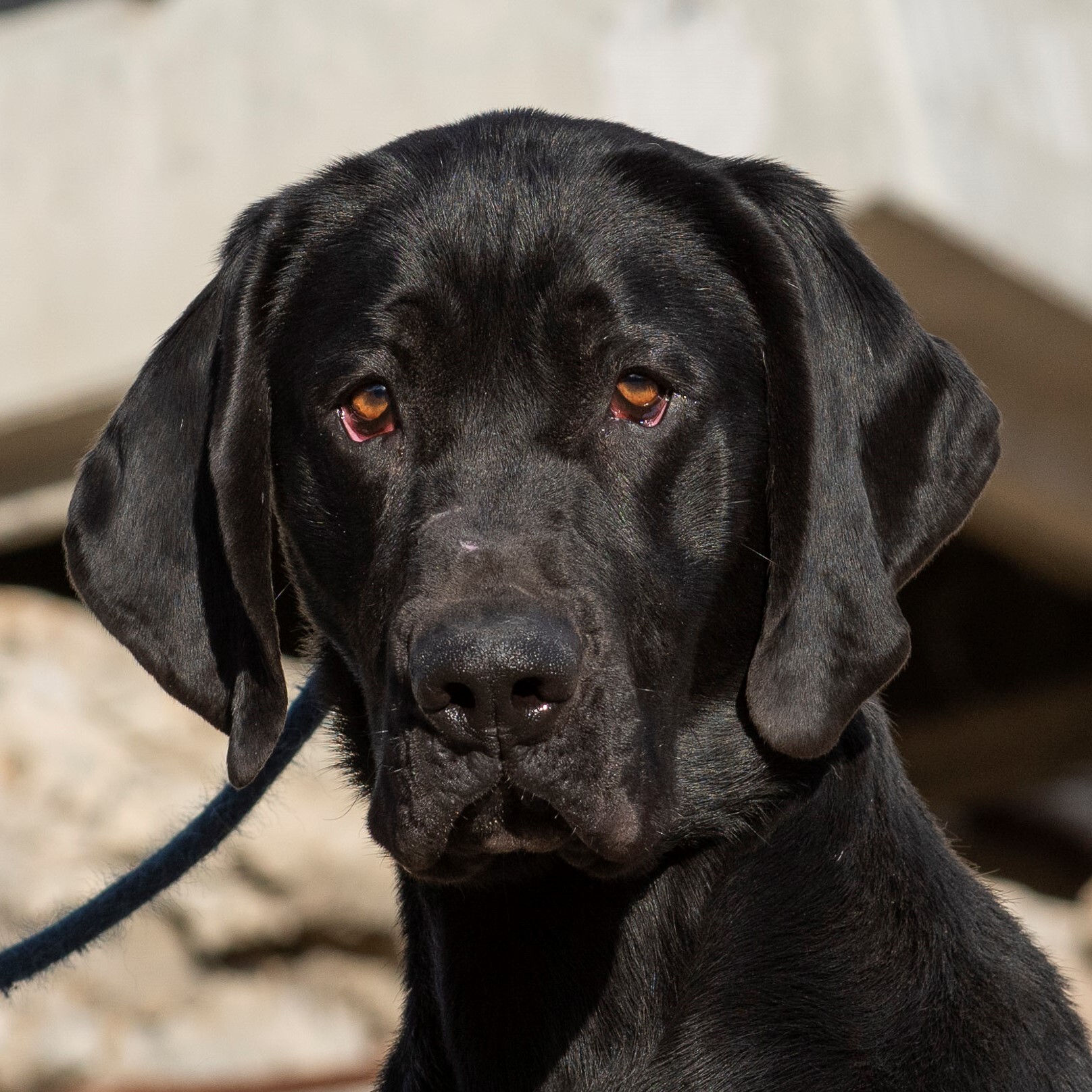 Goofy, an adoptable Labrador Retriever, Hound in Santa Paula, CA, 93060 | Photo Image 1