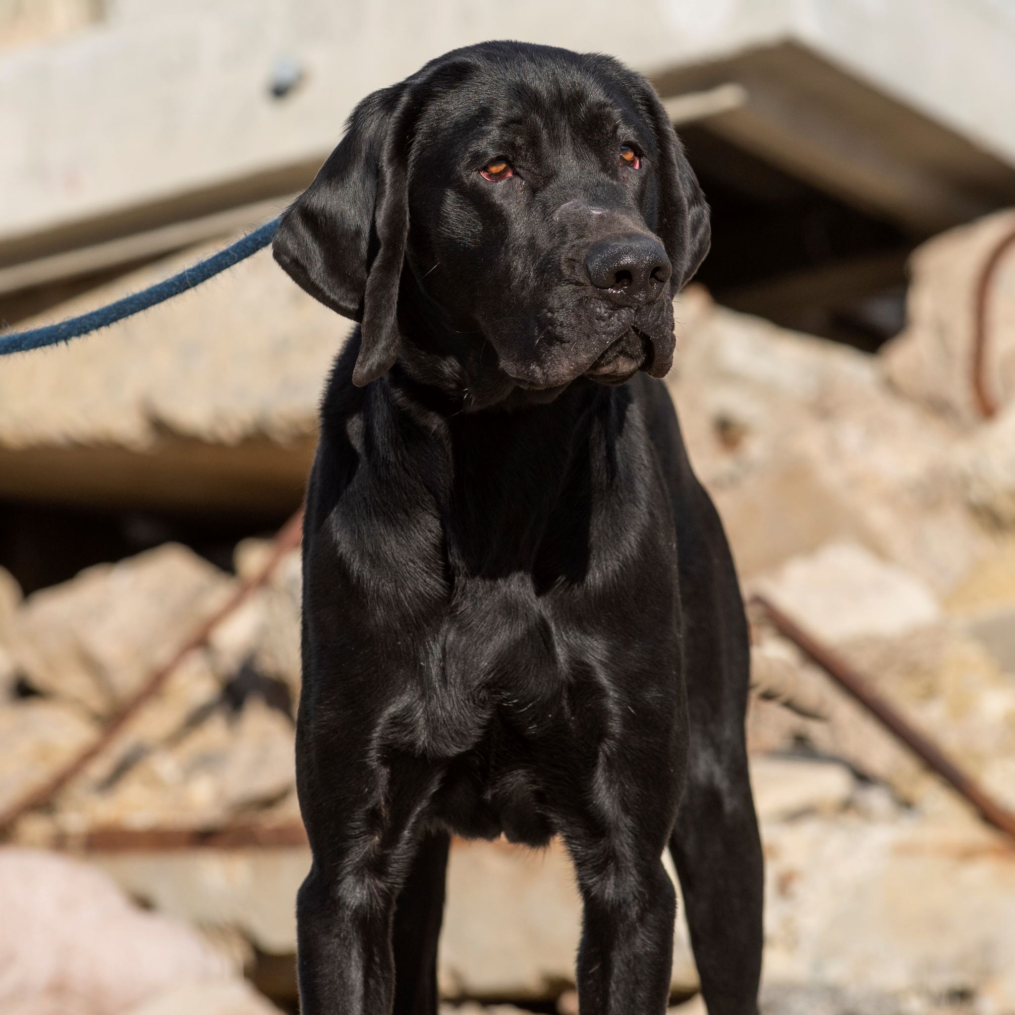 Goofy, an adoptable Labrador Retriever, Hound in Santa Paula, CA, 93060 | Photo Image 3