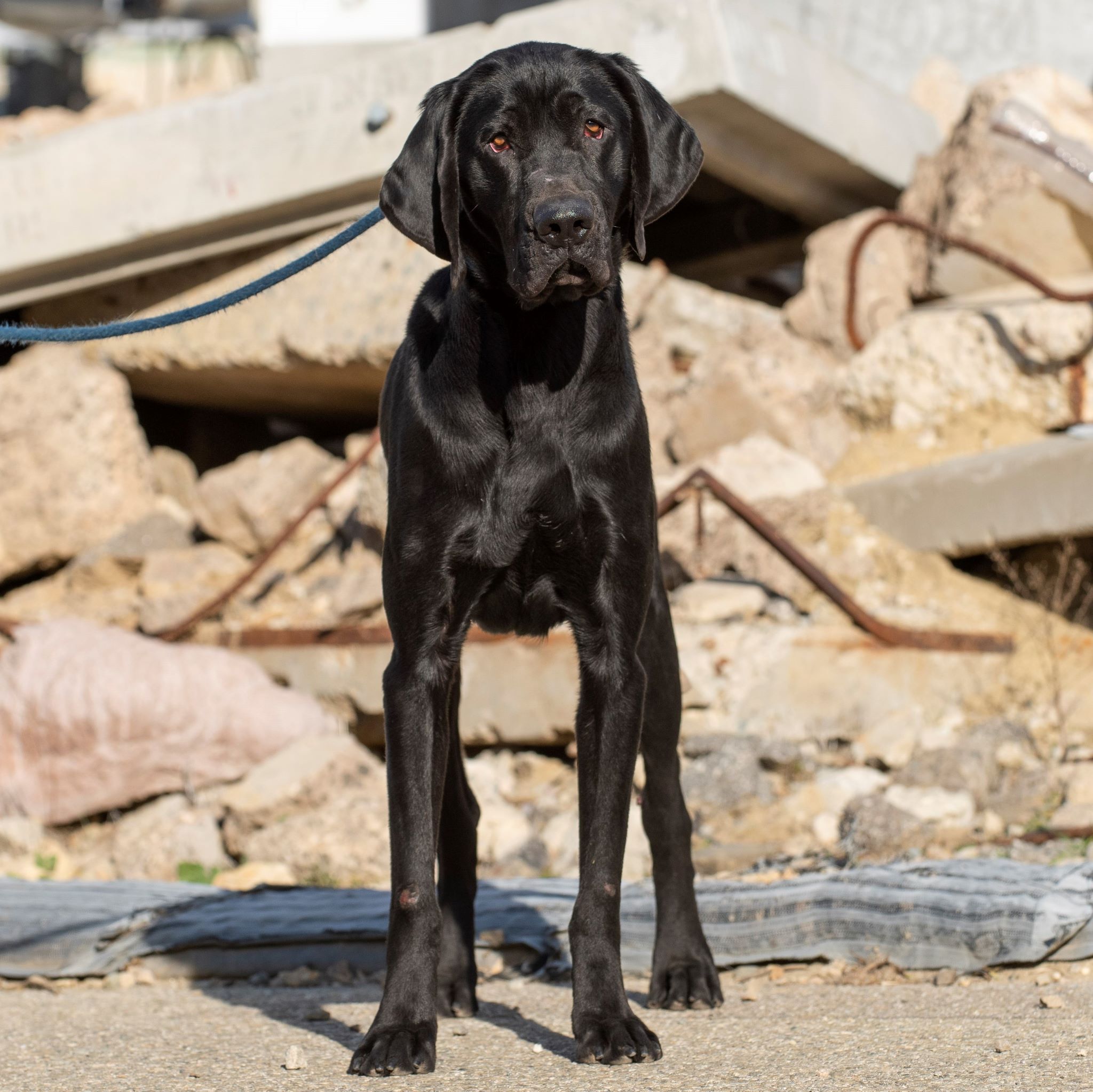 Goofy, an adoptable Labrador Retriever, Hound in Santa Paula, CA, 93060 | Photo Image 4