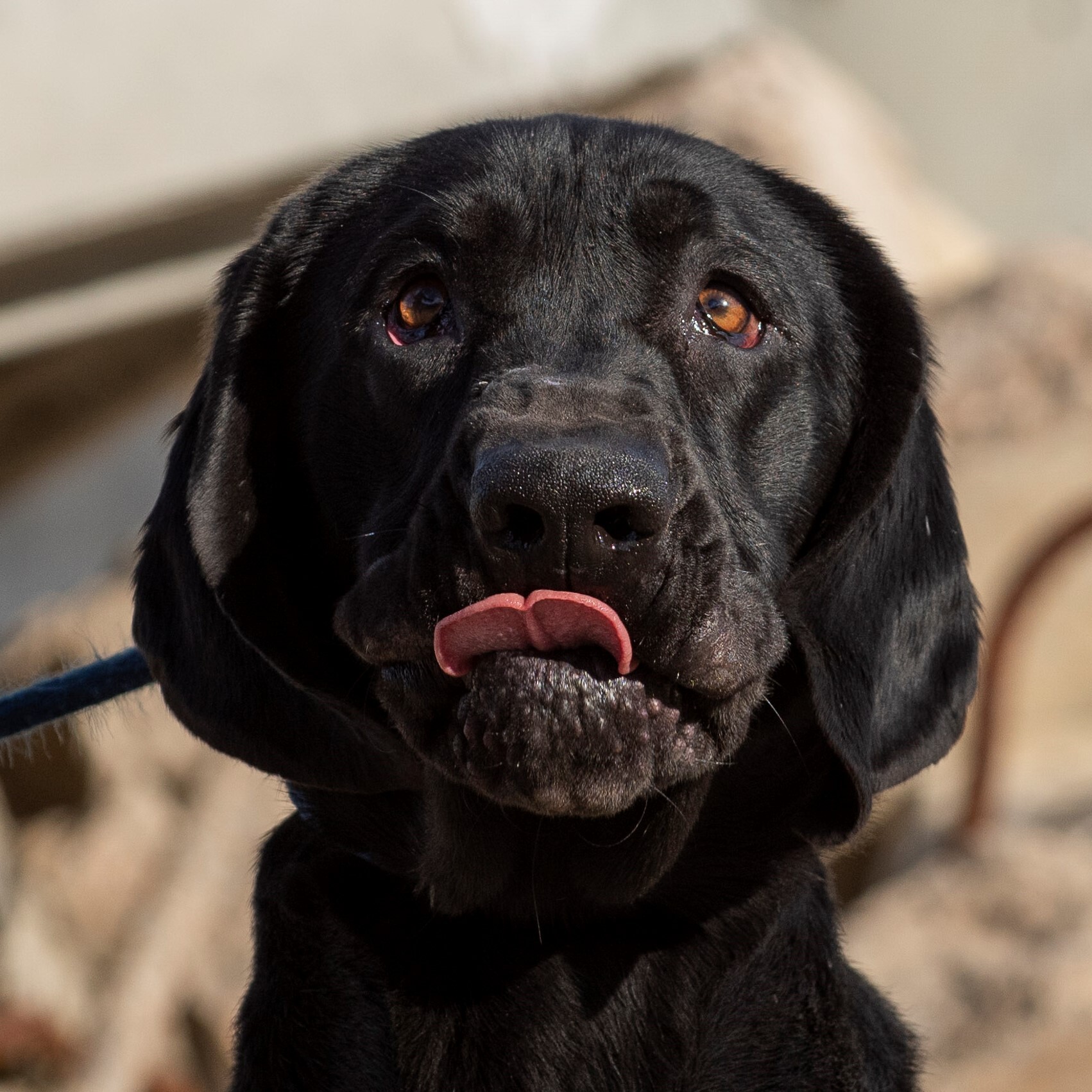 Goofy, an adoptable Labrador Retriever, Hound in Santa Paula, CA, 93060 | Photo Image 5