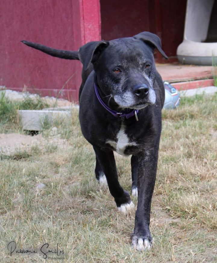 Marcy, an adoptable Labrador Retriever in Horseheads, NY_image-1