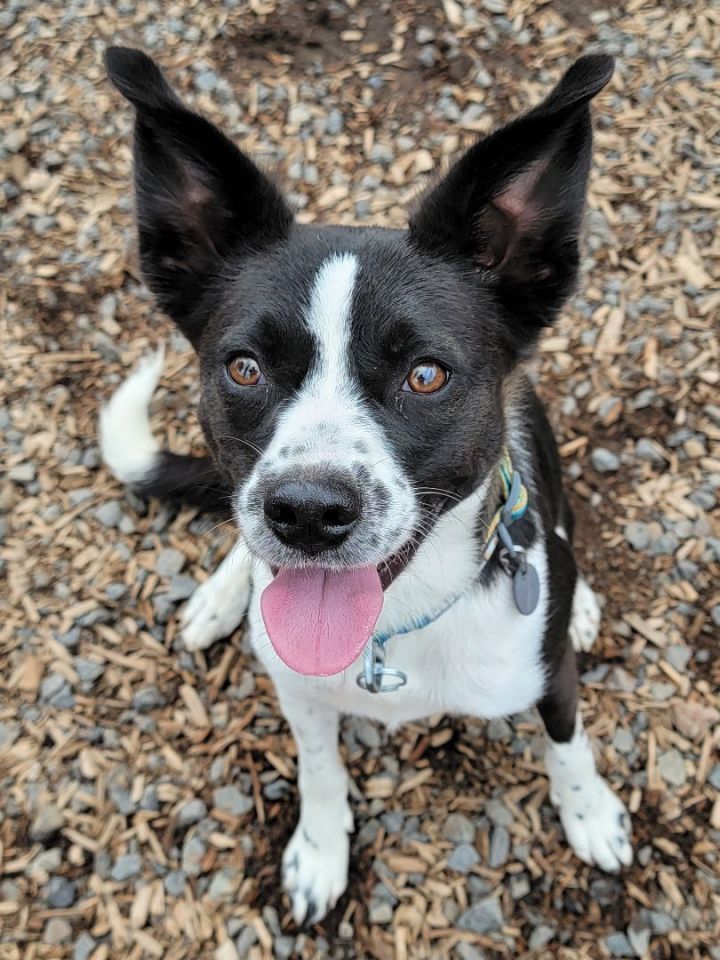 Luna, an adoptable McNab & Border Collie Mix in Madras, OR_image-1