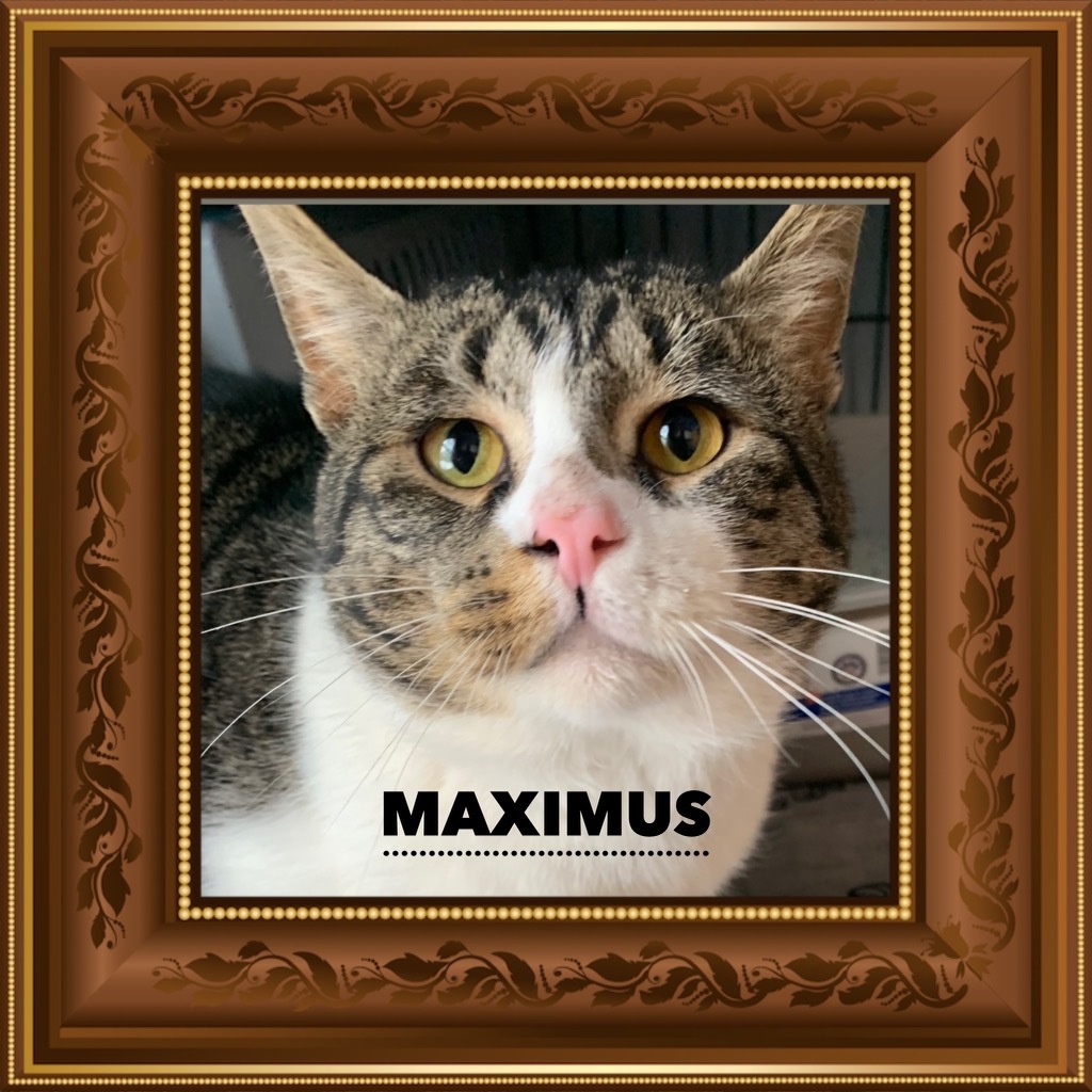 Maximus and Onyx, an adoptable Domestic Short Hair in Webster, NY, 14580 | Photo Image 4