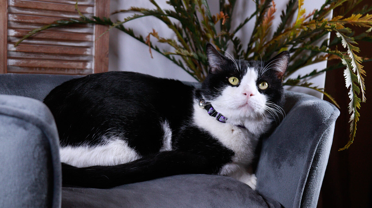 Chonk, an adoptable Tuxedo, Domestic Short Hair in Parker, TX, 75002 | Photo Image 2