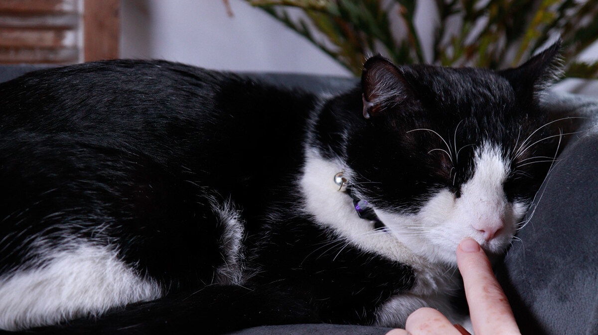 Chonk, an adoptable Tuxedo, Domestic Short Hair in Parker, TX, 75002 | Photo Image 3