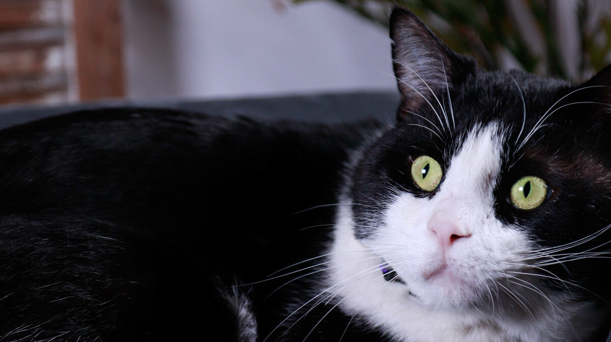 Chonk, an adoptable Tuxedo, Domestic Short Hair in Parker, TX, 75002 | Photo Image 5