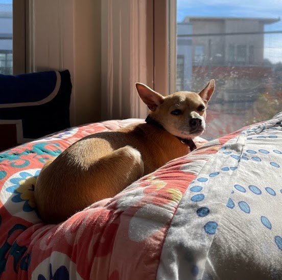Cher, an adoptable Chihuahua in Sonoma, CA, 95476 | Photo Image 1