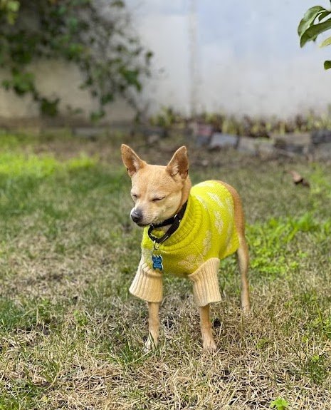 Cher, an adoptable Chihuahua in Sonoma, CA, 95476 | Photo Image 2