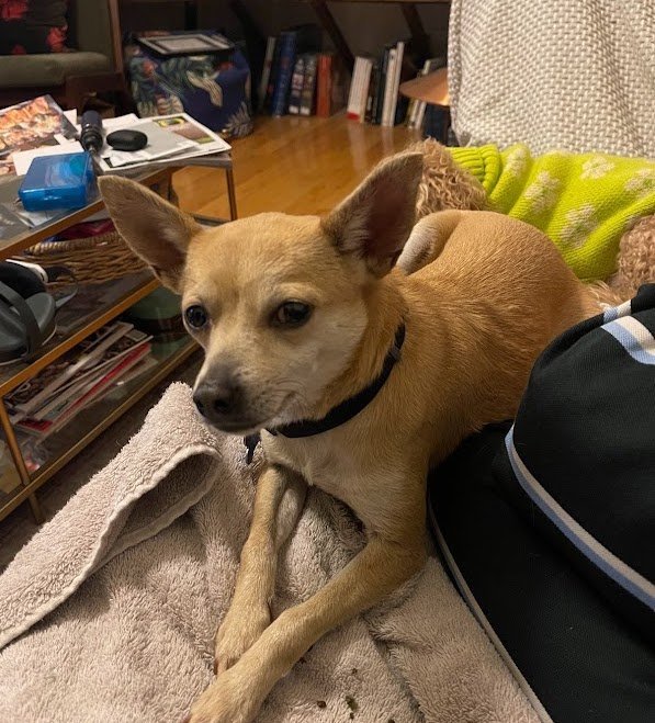 Cher, an adoptable Chihuahua in Sonoma, CA, 95476 | Photo Image 3