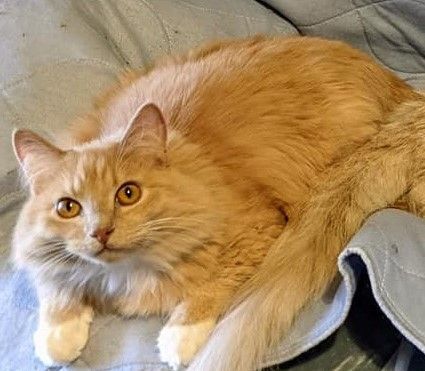 Orange 2024 angora cat