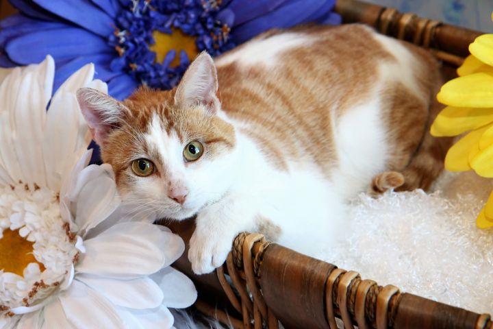 Dreamsicle, an adopted Domestic Short Hair in Overland Park, KS_image-1