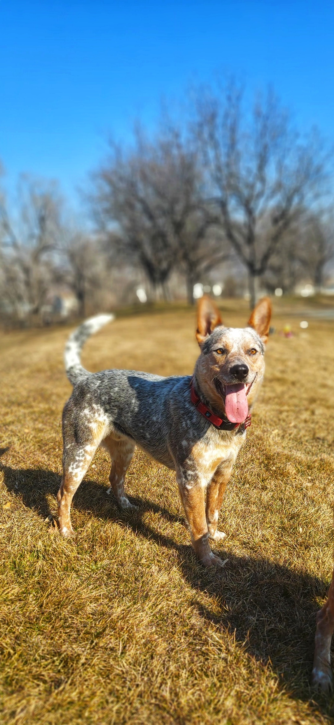 Jack, an adoptable Australian Cattle Dog / Blue Heeler, Cattle Dog in Salt Lake City, UT, 84108 | Photo Image 1