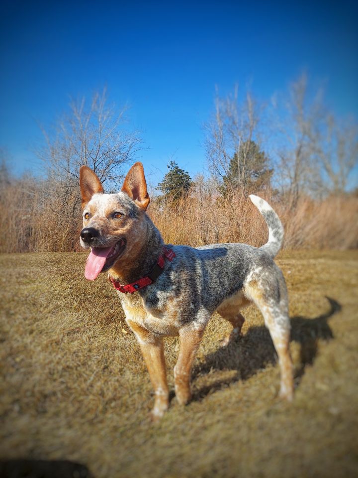 Dog for adoption - Hachi, an Australian Cattle Dog / Blue Heeler Mix in  Portland, OR