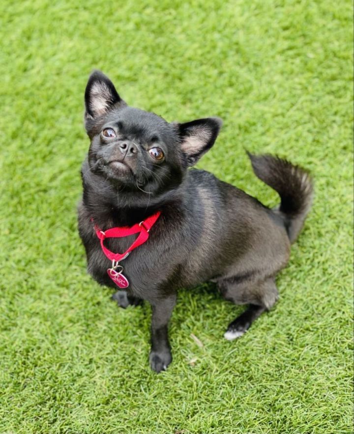 Velvet , an adoptable Chihuahua & Pug Mix in Los Alamitos, CA_image-2