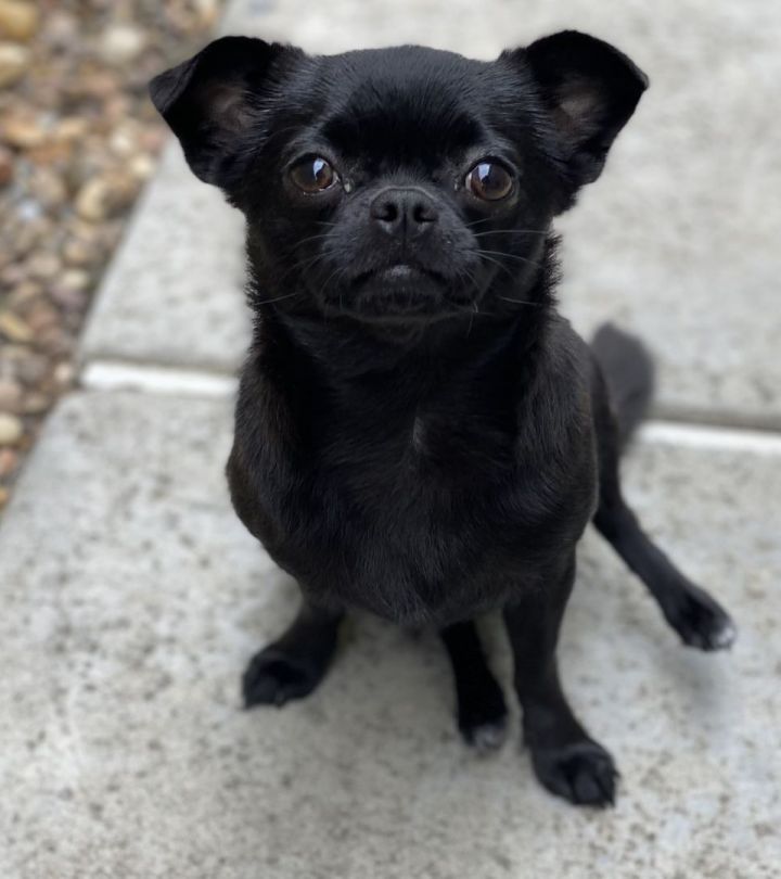 Velvet , an adoptable Chihuahua & Pug Mix in Los Alamitos, CA_image-1