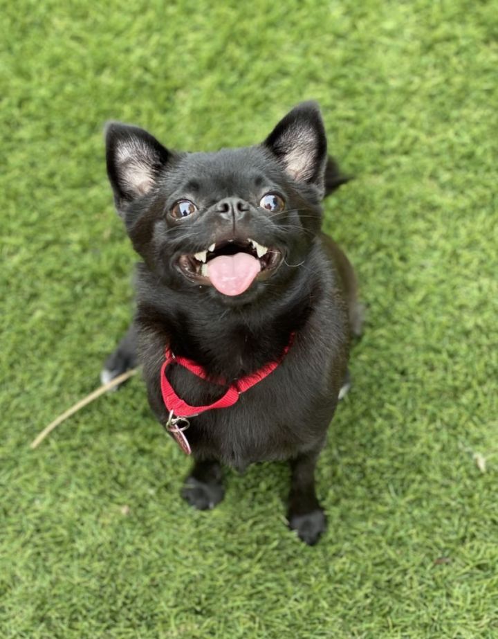 Velvet , an adoptable Chihuahua & Pug Mix in Los Alamitos, CA_image-4