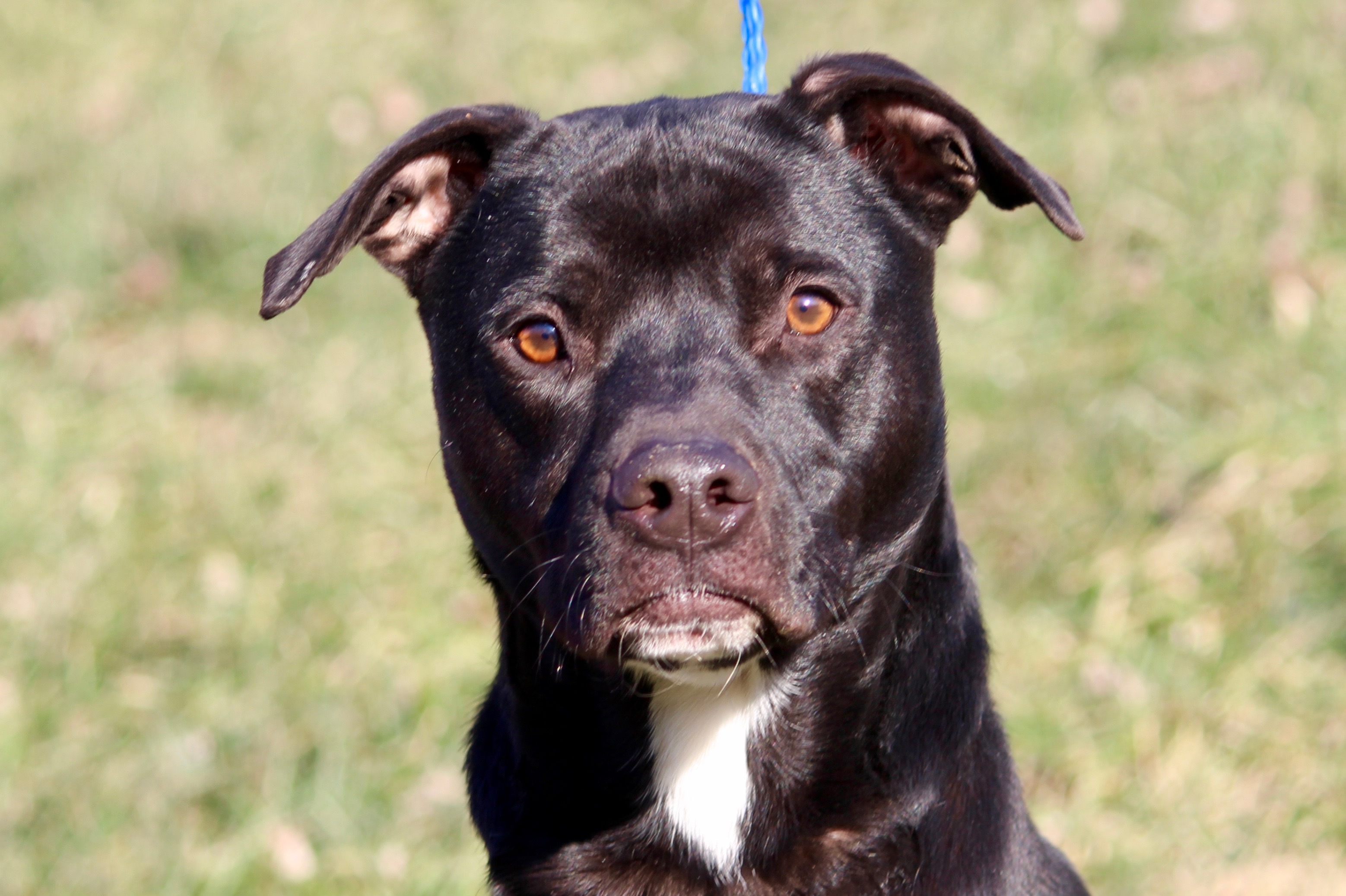 POITIER, an adoptable Terrier in Brazil, IN, 47834 | Photo Image 1
