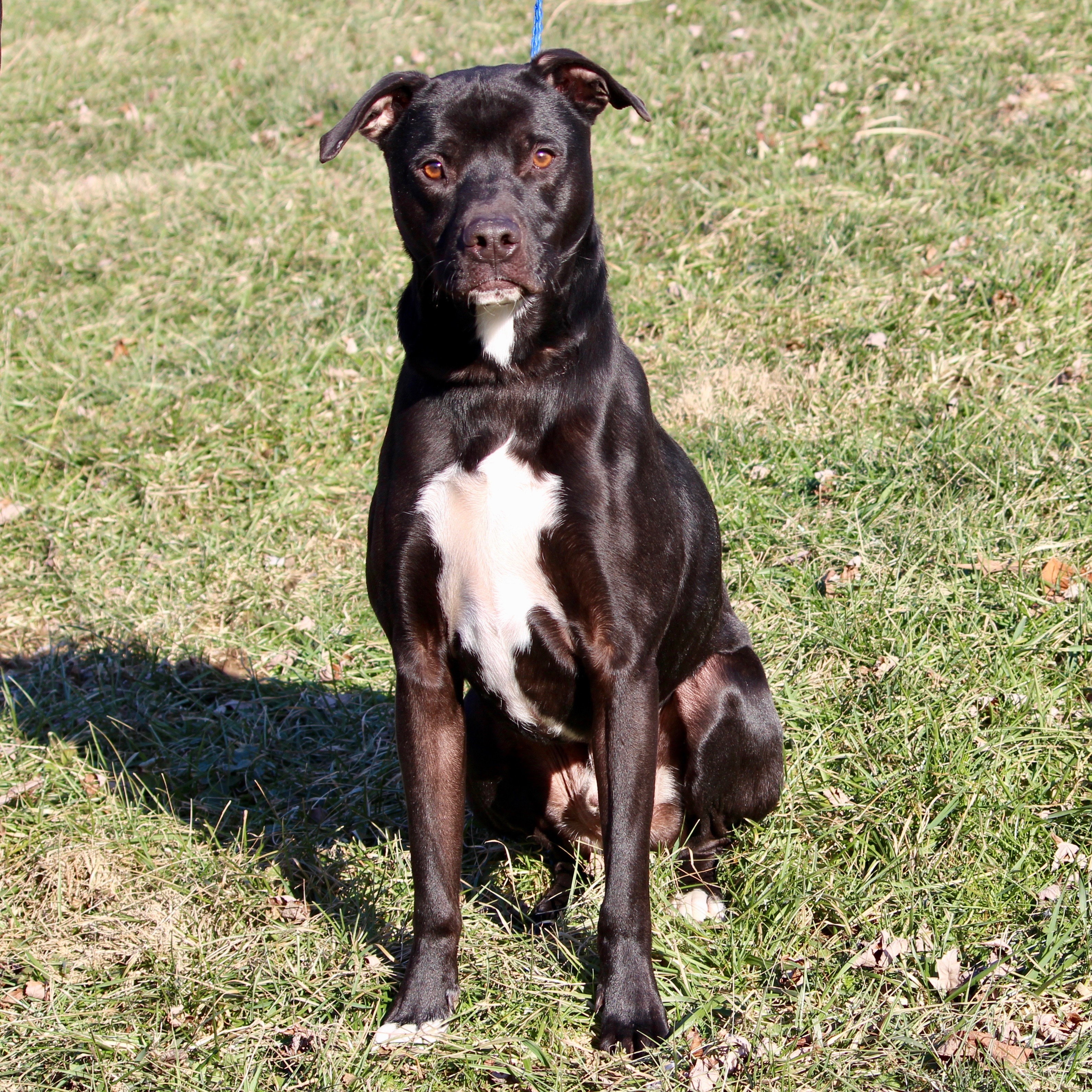POITIER, an adoptable Terrier in Brazil, IN, 47834 | Photo Image 3