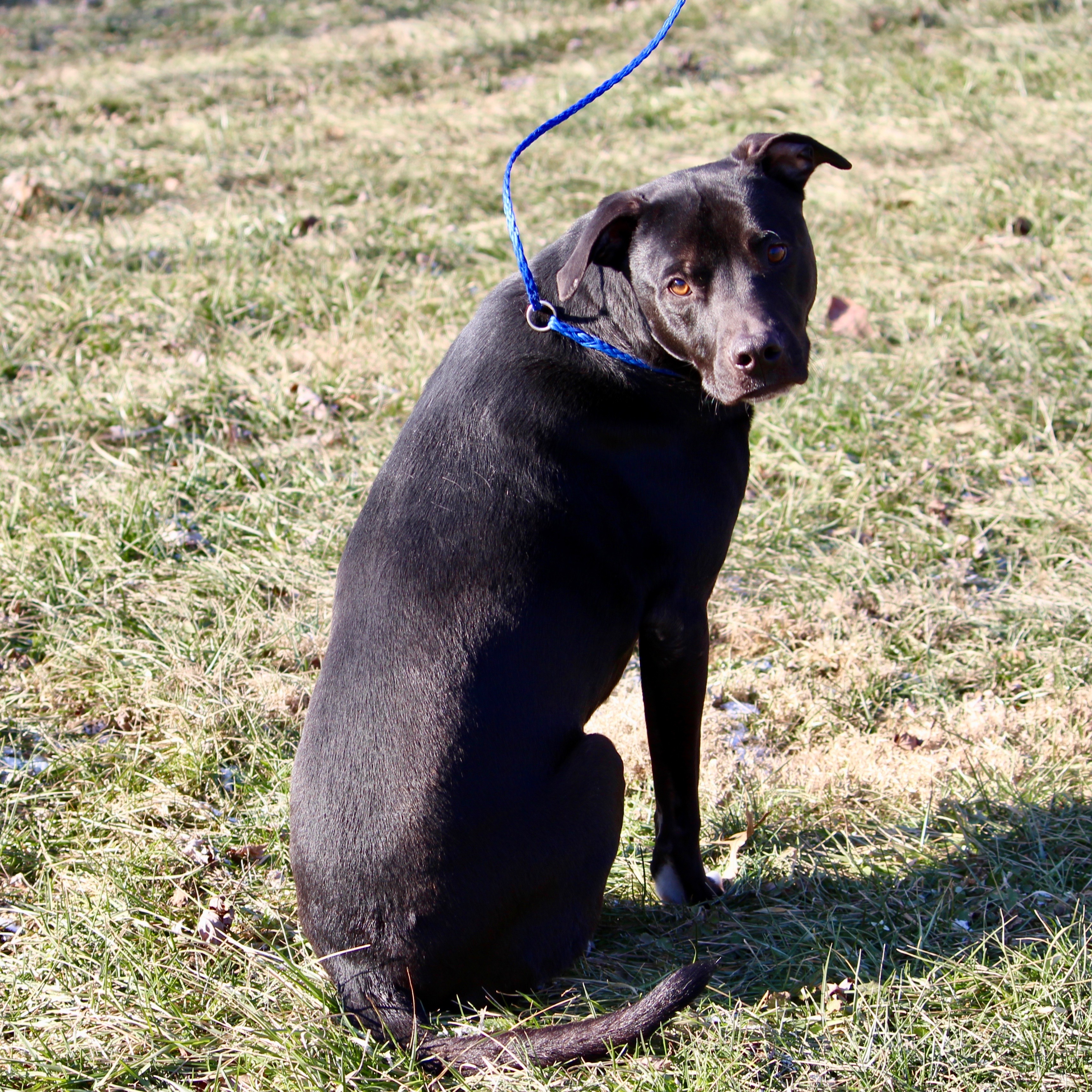POITIER, an adoptable Terrier in Brazil, IN, 47834 | Photo Image 5