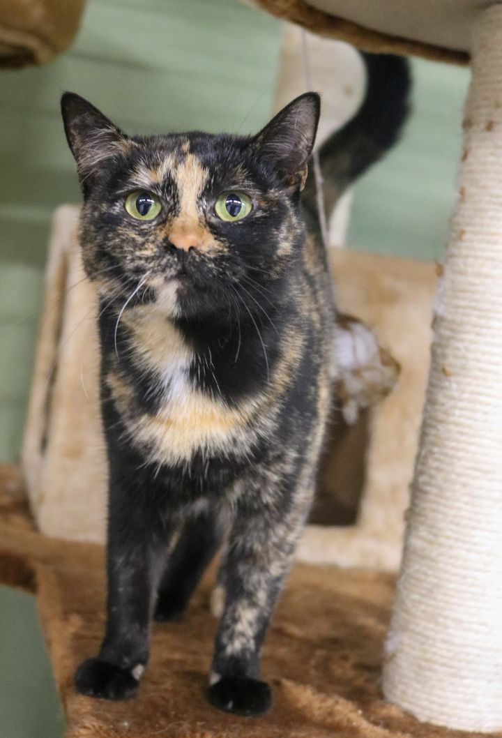 Athena, an adopted Domestic Short Hair & Tortoiseshell Mix in Marble Falls, TX_image-2