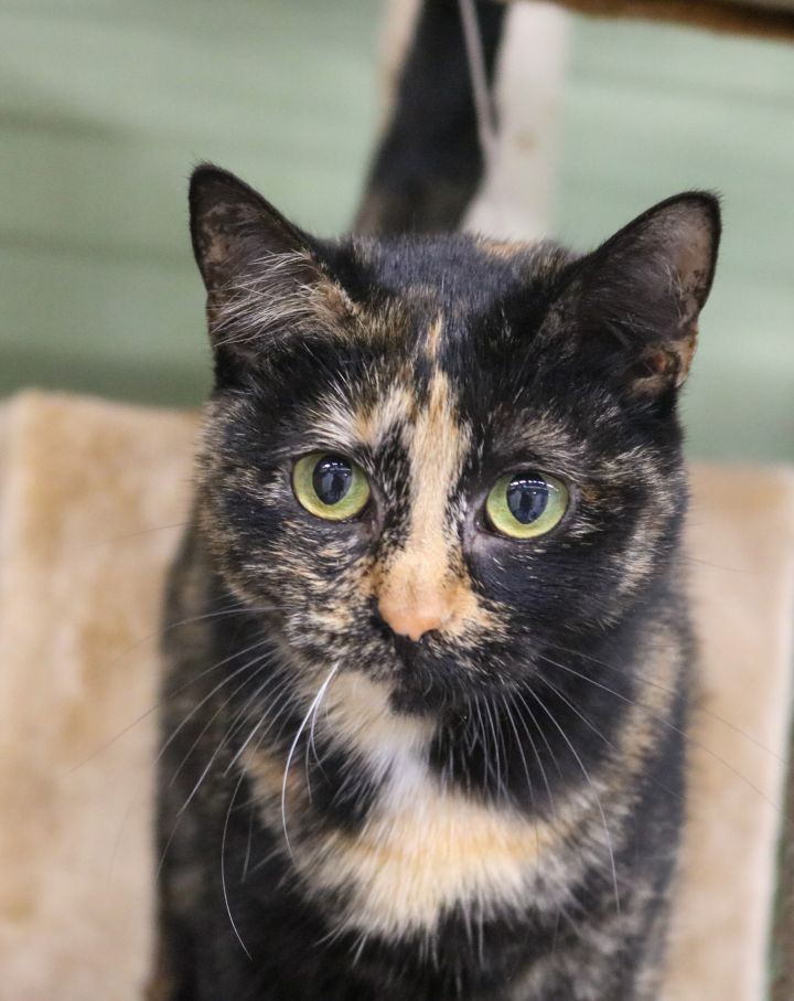 Athena, an adopted Domestic Short Hair & Tortoiseshell Mix in Marble Falls, TX_image-1