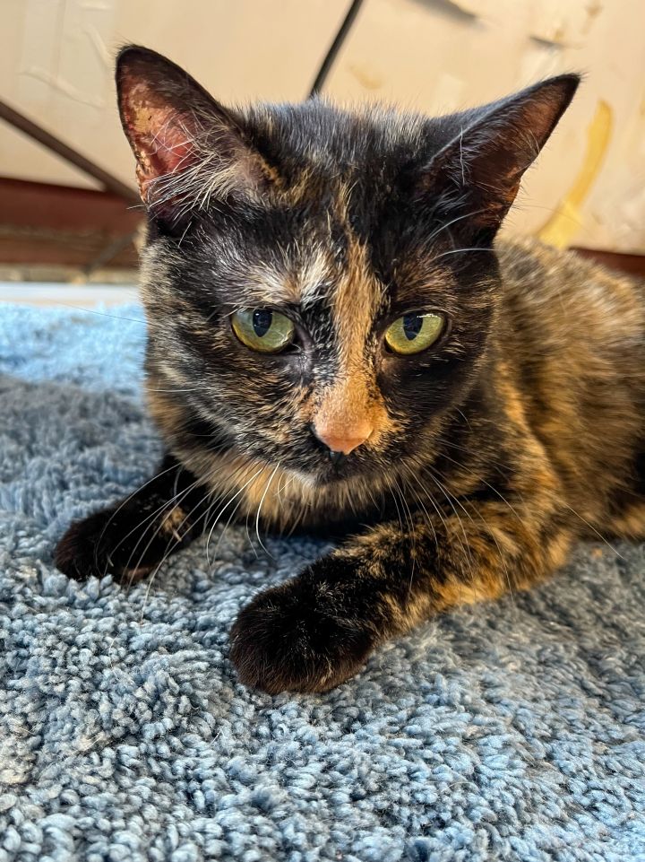 Athena, an adopted Domestic Short Hair & Tortoiseshell Mix in Marble Falls, TX_image-4