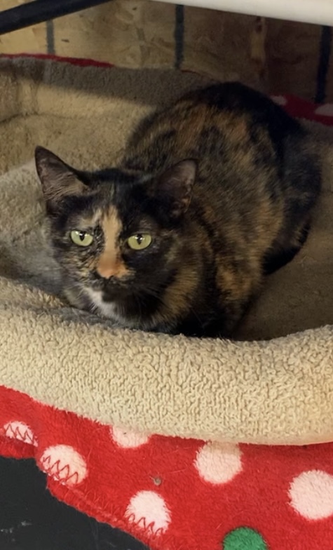 Athena, an adoptable Domestic Short Hair & Tortoiseshell Mix in Marble Falls, TX_image-5