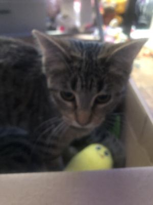 Holly Joy Domestic Short Hair Cat | Pets | Mokena IL | recycler.com